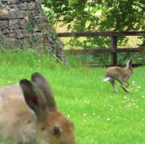 2hares