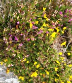 gorse and heather