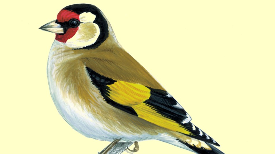 Carduelis Carduelis