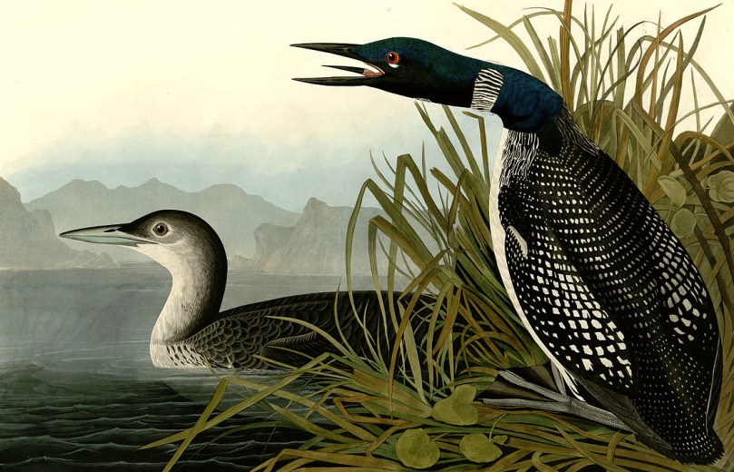 loon print