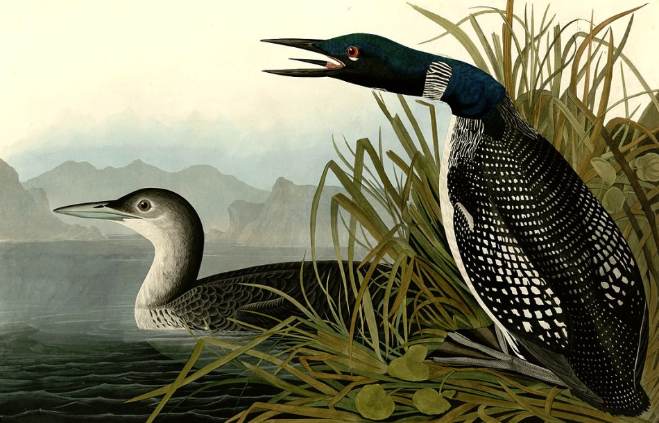 loon print