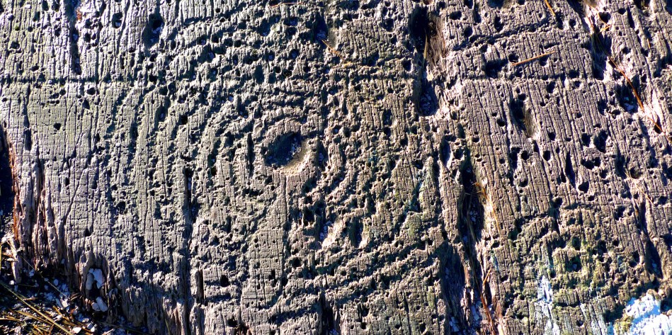 Cupmark with eight rings at Derrennaclogh