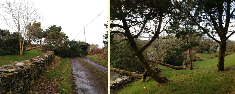 We're almost out of trees now in the haggard