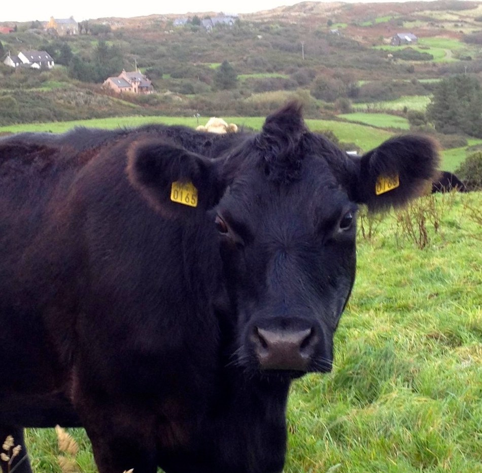 Daisy contemplates her strategy