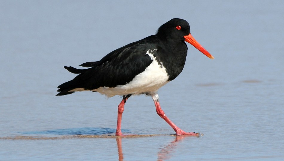 oystercatcher
