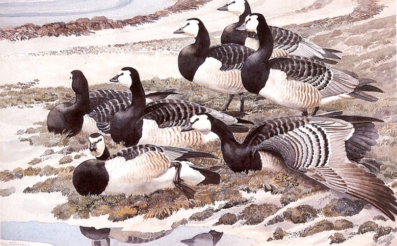 Barnacle Geese portrayed on canvas by Charles Tunnicliffe