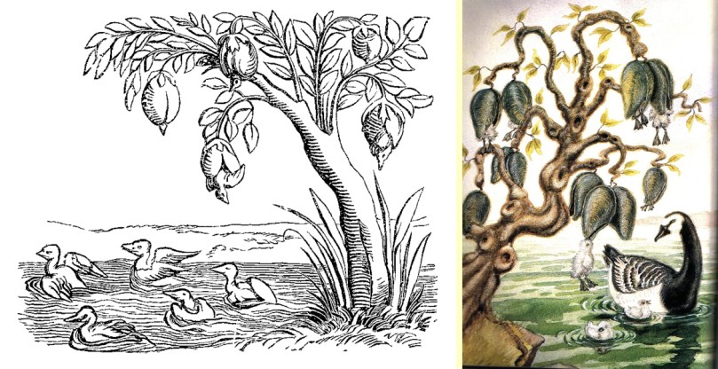 The Myth of the Barnacle Goose