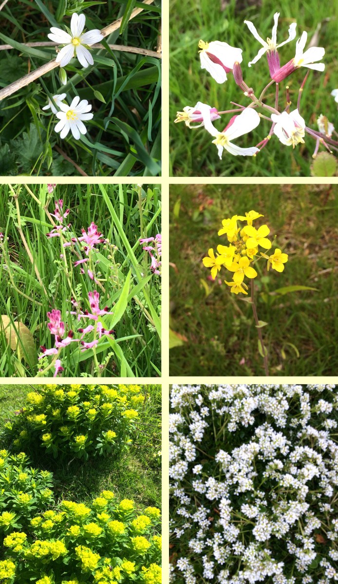 Can you name these flowers?