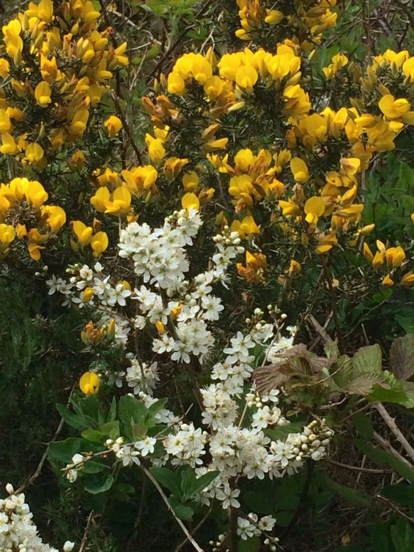 Gorse and hawthorn