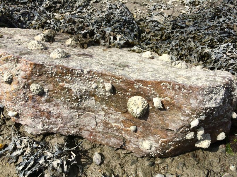 Limpets are edible too, but  difficult to dislodge