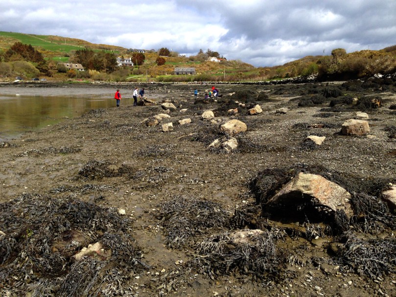 Gathering Bia Tragha at Rossbrin: the house on the skyline is Nead an Iolair