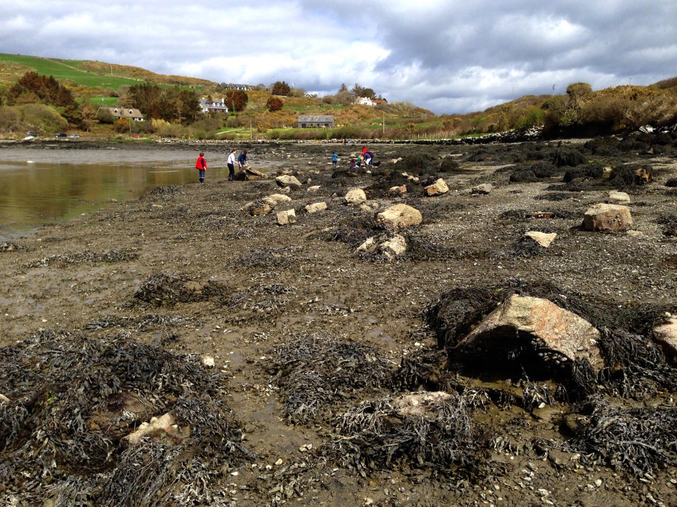 Gathering Bia Tragha at Rossbrin: the house on the skyline is Nead an Iolair