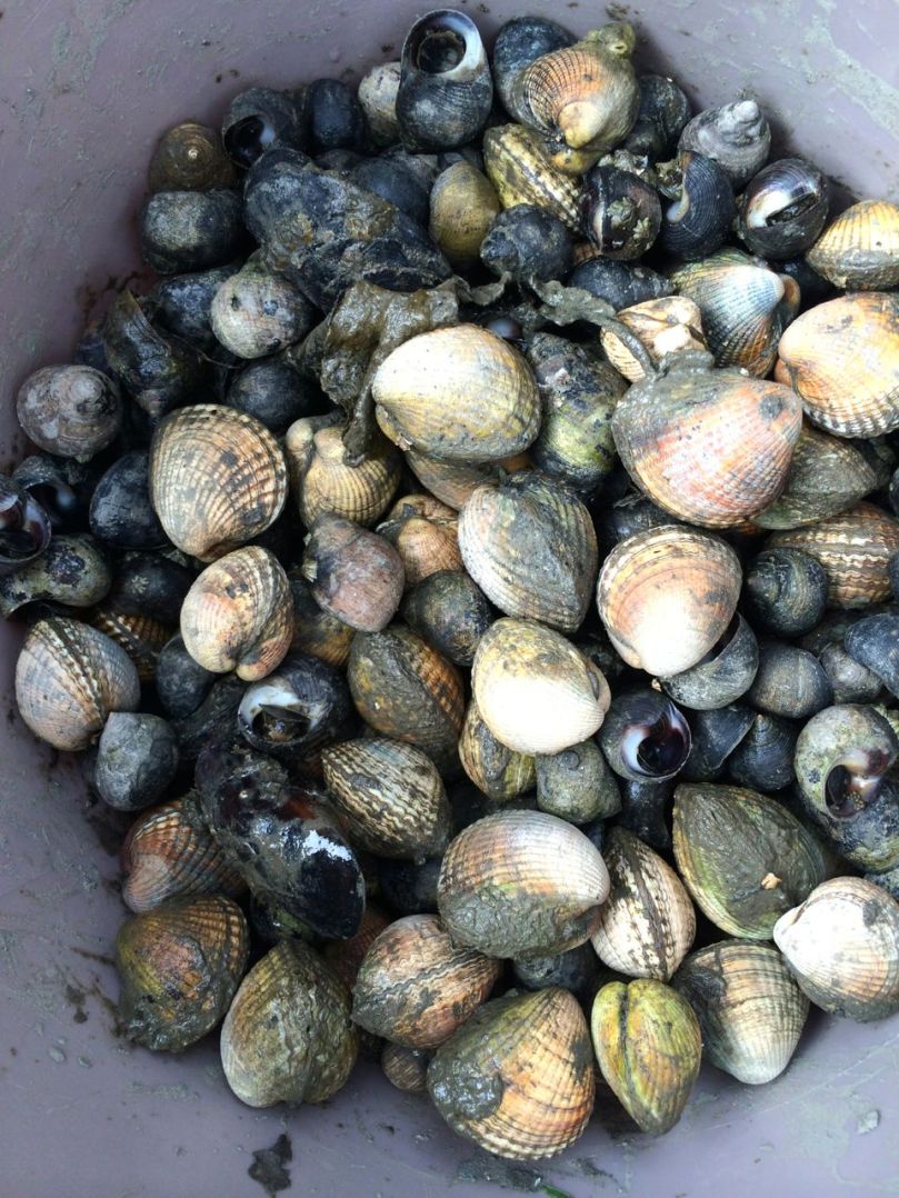 Cockles and mussels, and winkles too