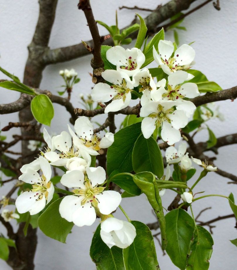 Pear blossoms