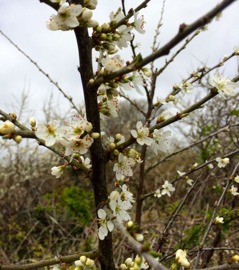 hawthorn or whitethorn