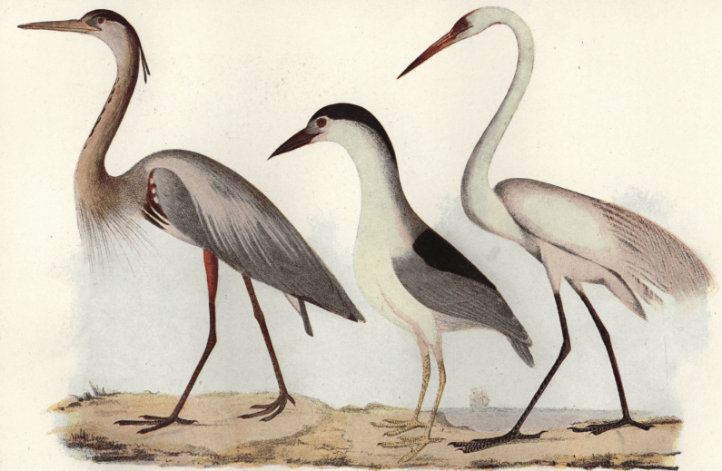 The Heron Family - a 19th century print