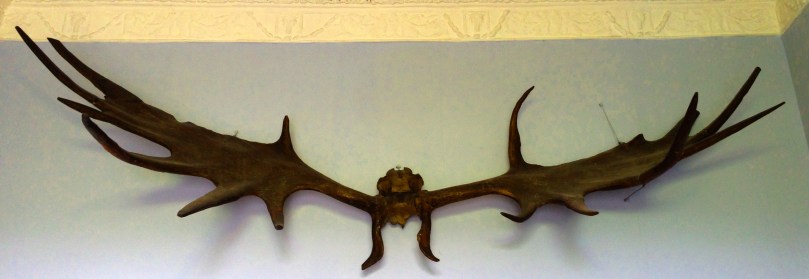 A reminder of Megaloceros - the extinct Irish Elk