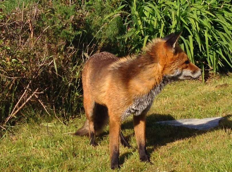 Ferdia - our garden companion