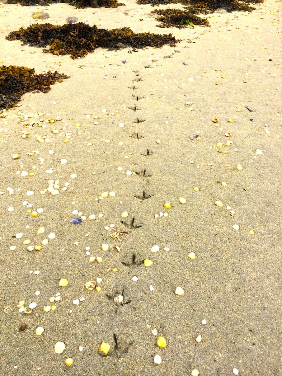 Heron tracks