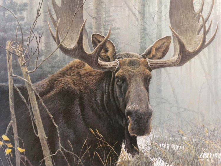 Closest relation: Canadian Bull Moose (Robert Bateman)