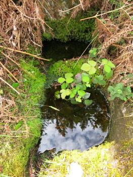 St Brigit knelt here!