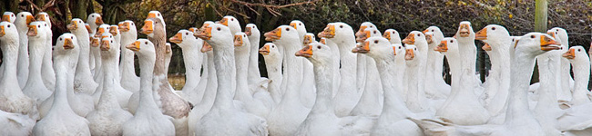 Goosey Fair, Tavistock, Devon