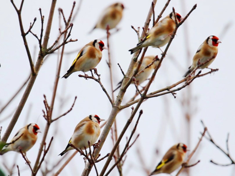 Charm of Goldfinches - photo by Maurice Baker
