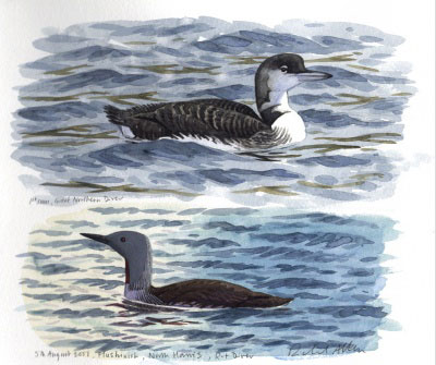 Loons (sketches by Richard Allen)
