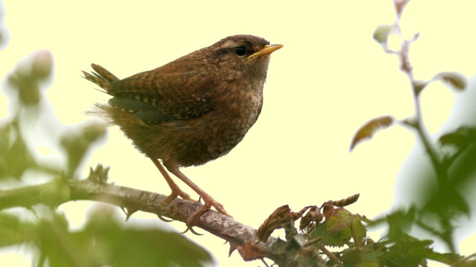 Troglodytes troglodytes