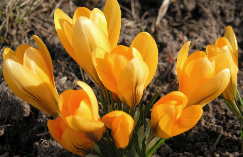 crocus