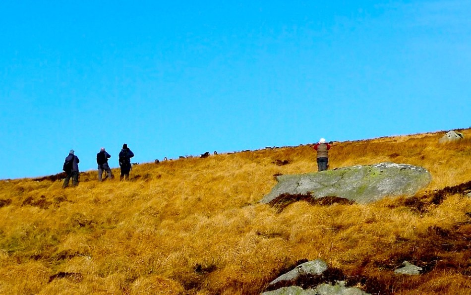 Deer on the horizon!