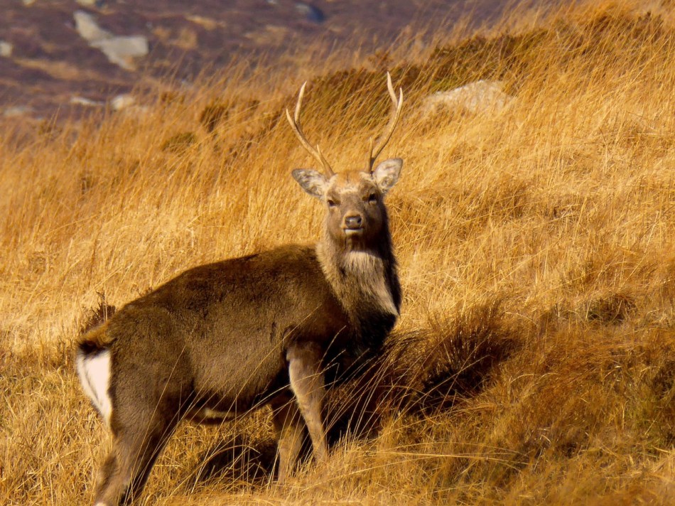 Young Sika stag in the Glendalough Highlands