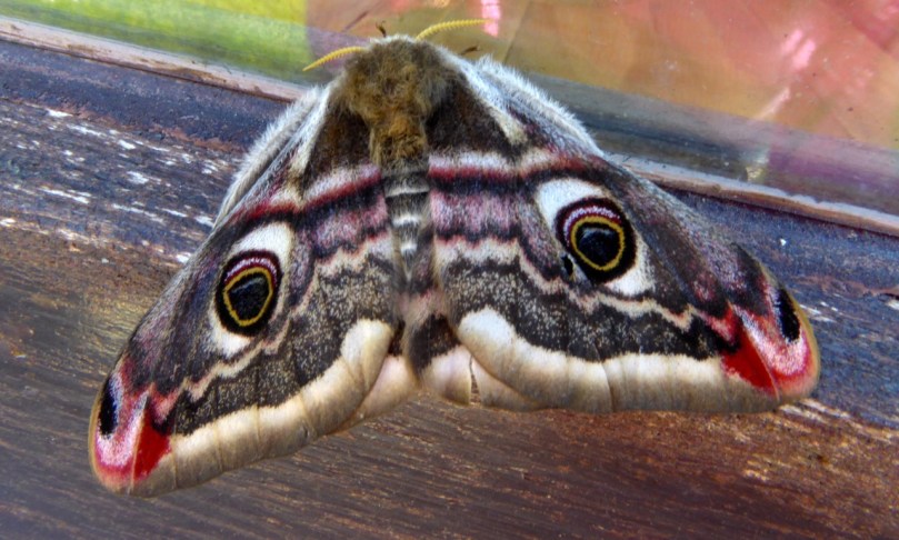 Female Emperor Moth