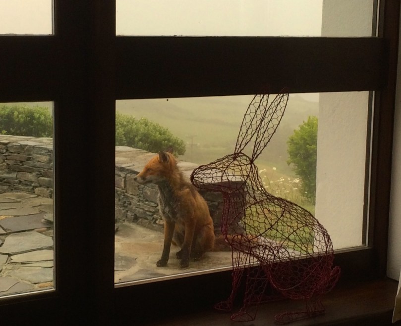 Seen through the window: a bedraggled Ferdia posing with one of our many household Hares!