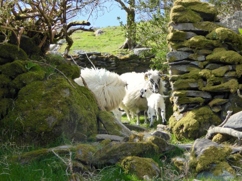 New life among the old stones...