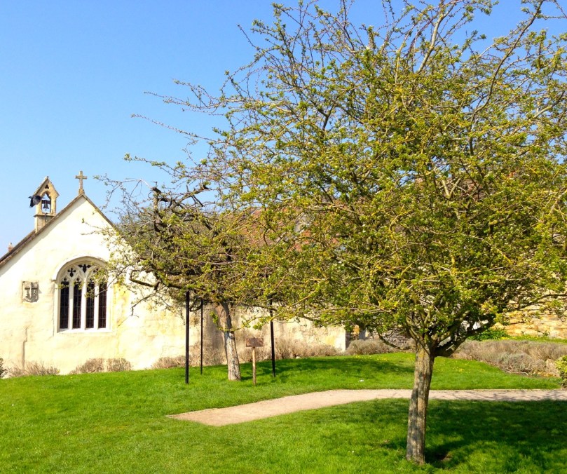 Glastonbury's Holy Thorn, planted by Joseph of Arithamea