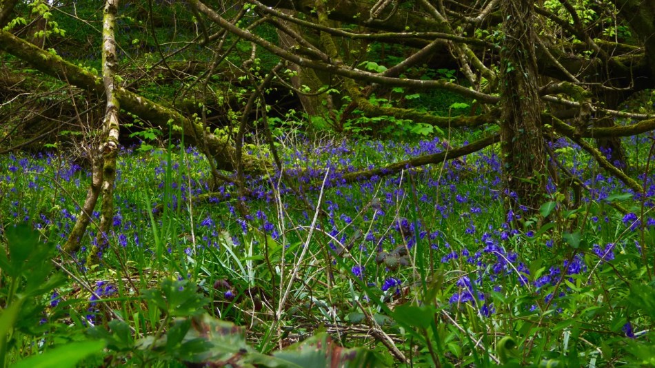 Bluebell wood