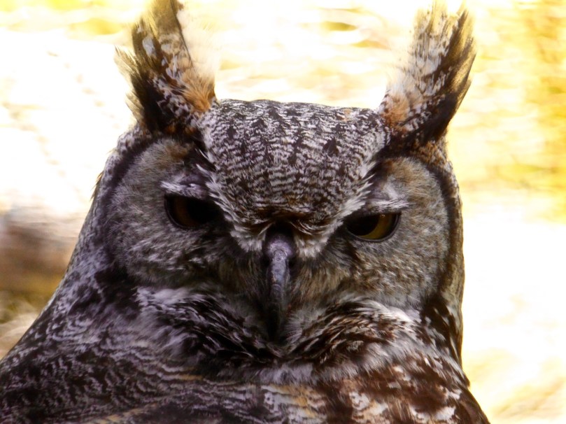 Come here to me now...hoooo might Your People be?