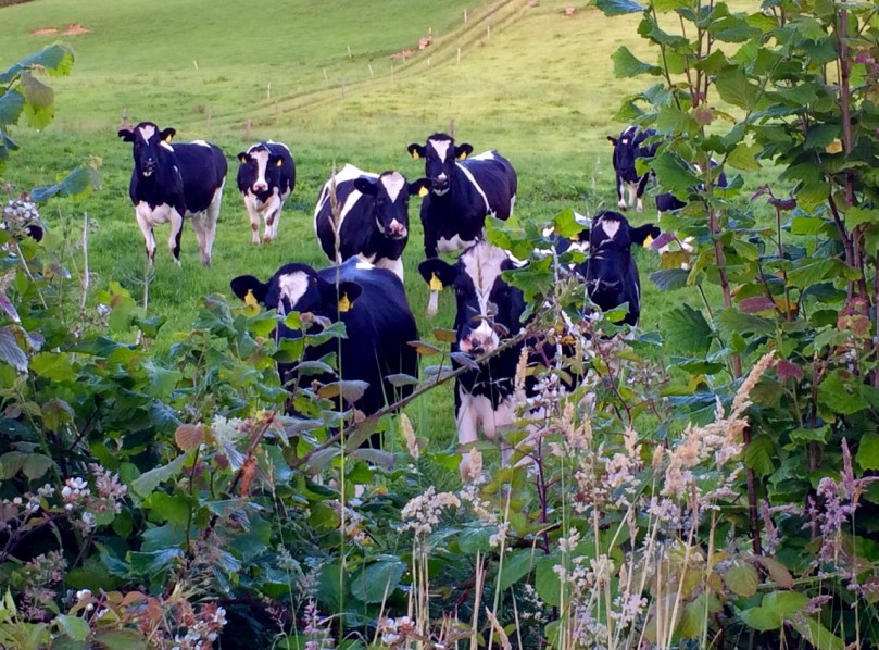 Happy cattle in the field next door