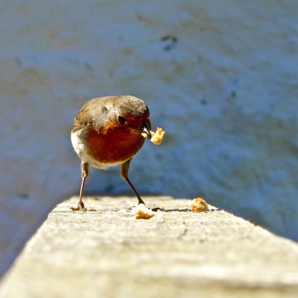 Ah sure, feck it. I'll start the diet again tomorrow.