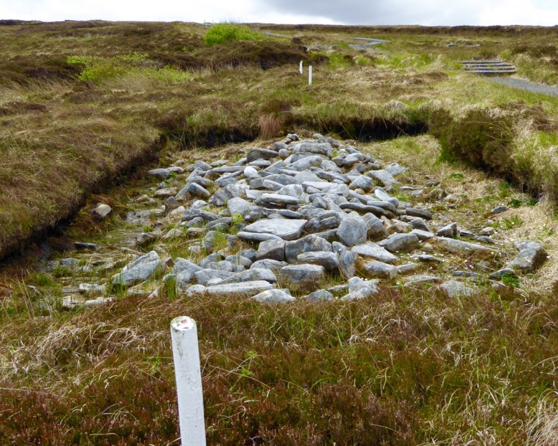 Collapsed field walls under the bog. The white stakes mark the line of the uncovered wall