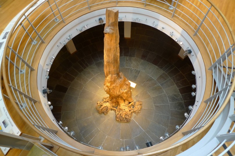 This pine came from the bog