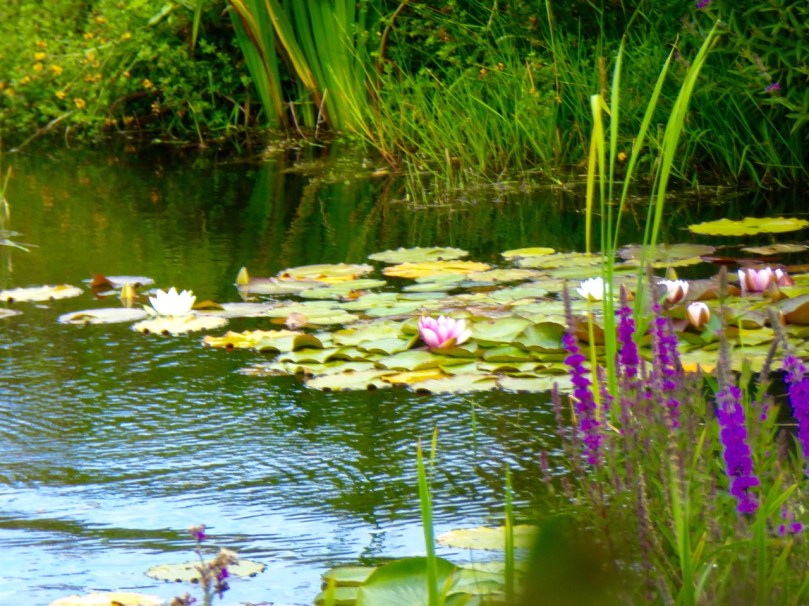 Water lillies
