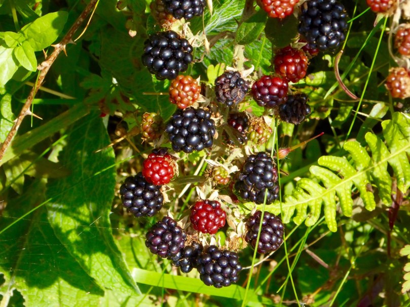 Blackberries