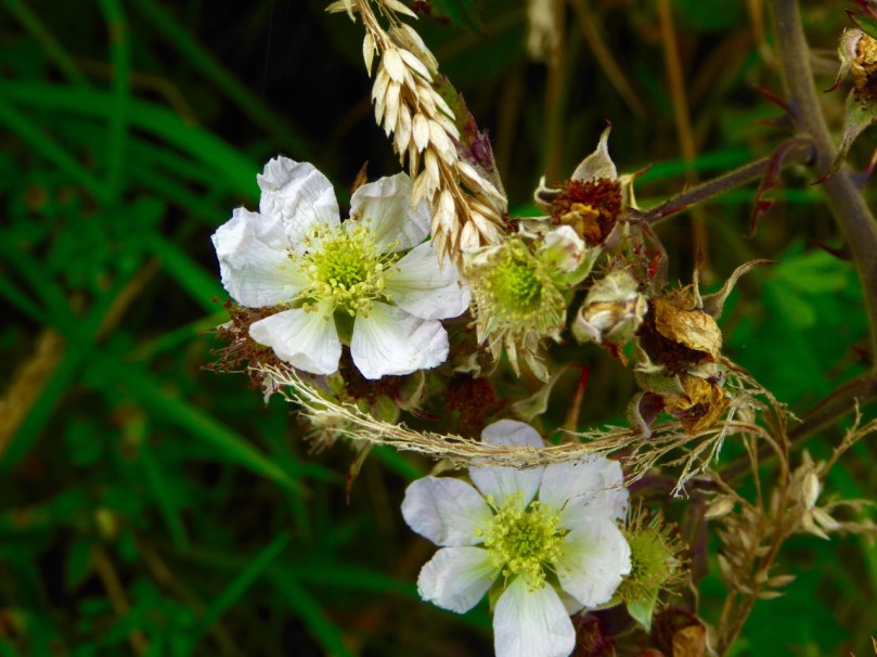 blackberry flowers