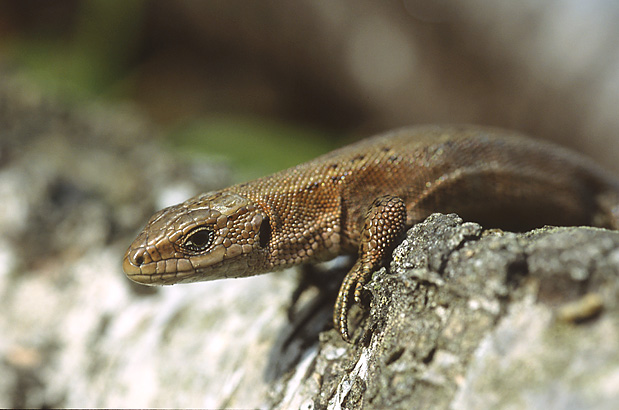 Common Lizard (Marek Szczepanek)