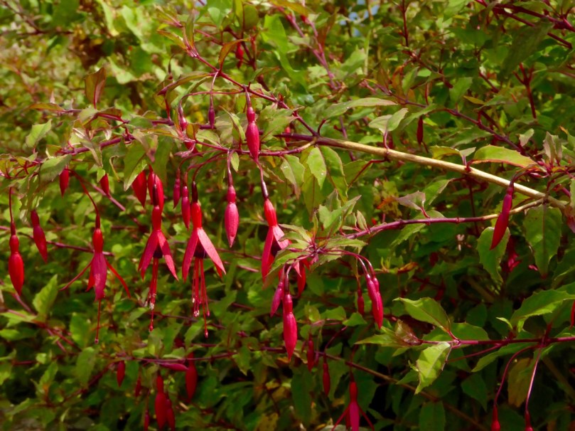 fuchsia