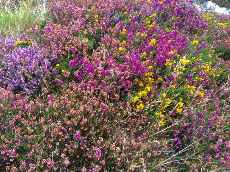 heathers Cappaghglass