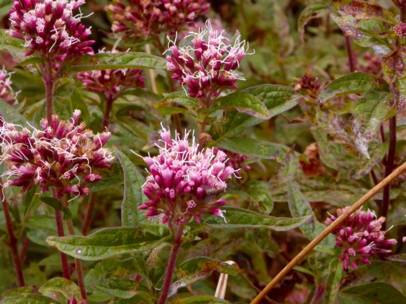 Hemp Agrimony