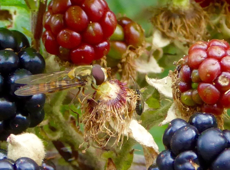 FLY ON BLACKBERRY